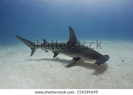 Great Hammerhead Shark in Bimini, Bahamas Royalty-Free Stock Photo #154189649