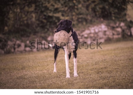 Black and white dog playing with a soccer ball in a garden.