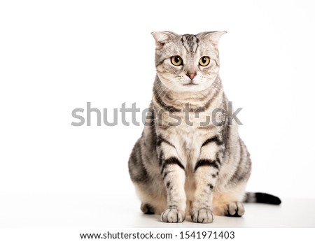 Beautiful American Shorthair cat  isolated