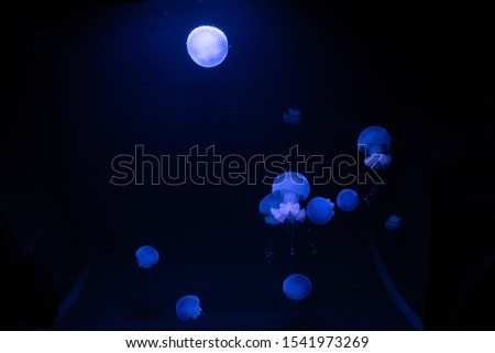many neon Jellyfish swimming in a pool 