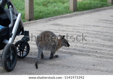 A Wallaby interacts with a human and push chair.