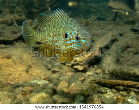 Pumpkinseed sunfish swimming wild in a lake in north Quebec, Canada.