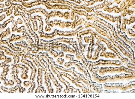 brain coral background 