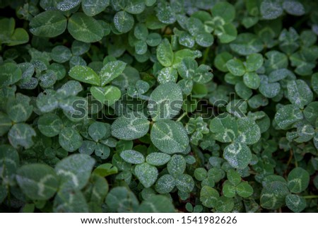 Green natural background. Clover leaves. 