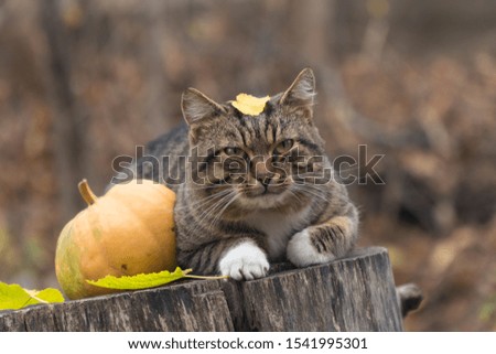 
cat sits on a wooden hemp with pumpkin and yellow leaves.