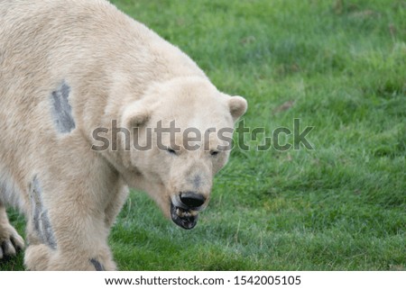 A Polar Bear walking around.