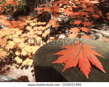 The fall of maple leaves and the enlargement of the picture.
