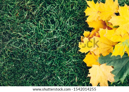 Summer vs autumn concept background. Texture of autumn foliage on the grass