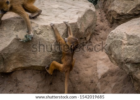 Young Baboons playing in the dirt.