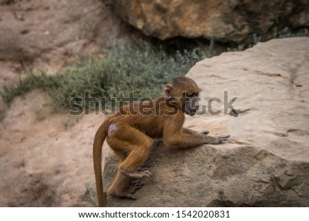 Young Baboons playing in the dirt.