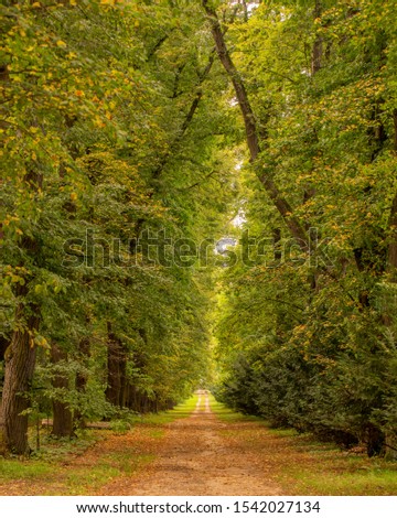 Stunning forest way in Zirc, hungary. Part of  the Zirc Arboretum Royalty-Free Stock Photo #1542027134