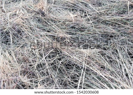 Brown dry straw photos for making wallpaper