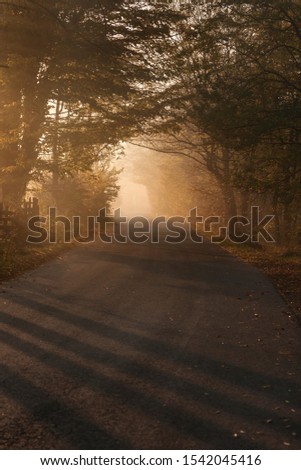 autumn scenery,road and autumn,fall forest natural background suitable for desktops