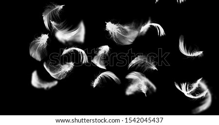 White Wing with Black Background
