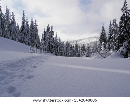 winter mountain forest and track through it