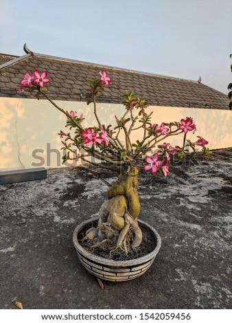 High Quality Picture of Red Plumeria Flowers in the Stone Pot on the Rooftop 