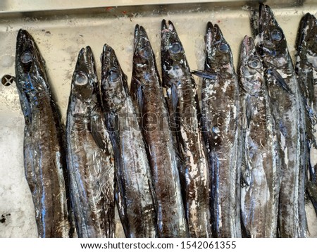 black scabbard fish on the Funchal market on Canary islands  Royalty-Free Stock Photo #1542061355