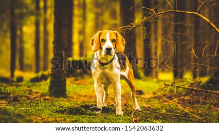 The beagle dog standing in autumn forest. Portrait with shallow background