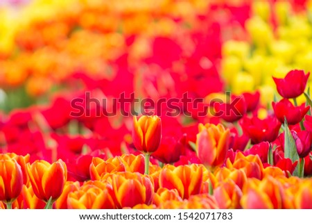 The park that displays beautiful tulips is a tulip that has been cultivated by farmers in northern Thailand.
Orange tulips mean hidden love. Distraction And emotions that are full of sensitivity