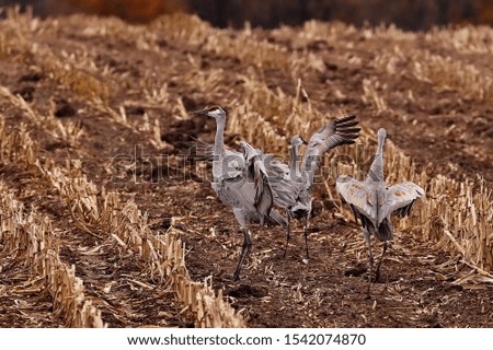 The sandhill cranes in the field in search of food, showing off its beautiful dances