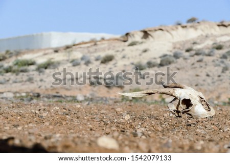 Dry Goat Skull Bone, Goat Skull background in the desert , digital image picture , Beautiful Background digital image