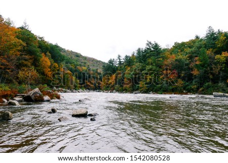 Autumn Trees with river stream