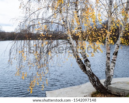 birch trees with yellow leaves grow on aconcrete shore of city lake in autumn evening (Bolshoy Golovinsky Pond in Moscow, Russia)