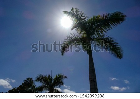 Green Palm Canarian Tree , digital image picture , Beautiful Background digital image