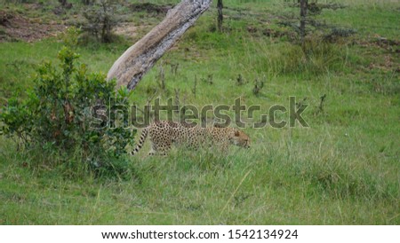 Cheetah in the African savannah in the Masai Mara National Park in Kenya