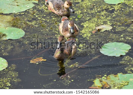 Three colorful ducks swimming together