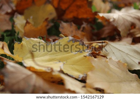 Yellow leaves lying on the ground on a sunny autumn day. Blurred background, selective focus in the foreground.