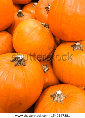 A lot of mini pumpkin in the market