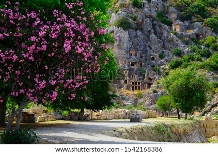 Blooming tree with bright pink flowers on the background of the Lycian tombs