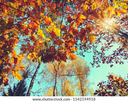 autumn background forest with oak red yellow leaves  