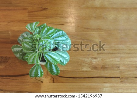 Small green leaf plant pot decorating on wood table background.
