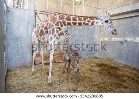 Baby giraffe is giving birth on the land. The giraffe mother is looking after her baby closely during the first birth.