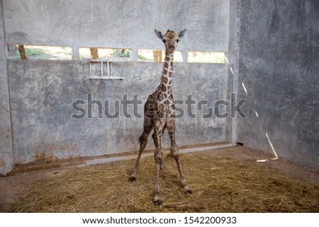Baby giraffe is giving birth on the land during the first birth.