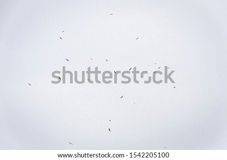 misty winter background with A group of birds.
