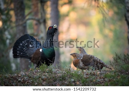 The Western Capercaillie Tetrao urogallus also known as the Wood Grouse Heather Cock or just Capercaillie in the forest is showing off during their lekking season They are in the typical habitat
