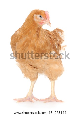 brown chicken isolated on white, studio shot