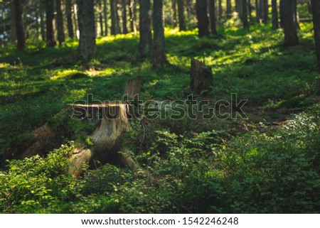 morning sun rise peaceful time in forest scenic environment with tree stump center of composition 