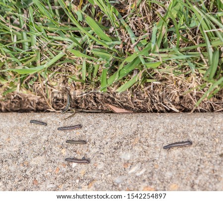 Army Worms Scurry on Sidewalk: 
 Army worms on a military base escape to the sidewalk after lawn is treated with insecticides.