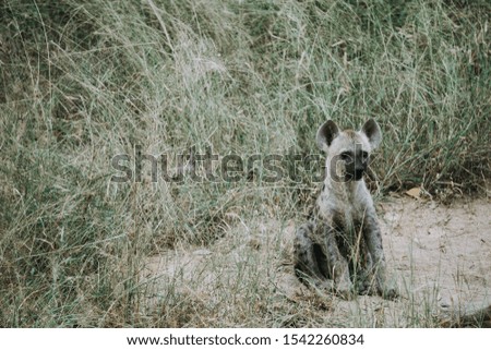 Hyena in South Africa at Kruger National Park
