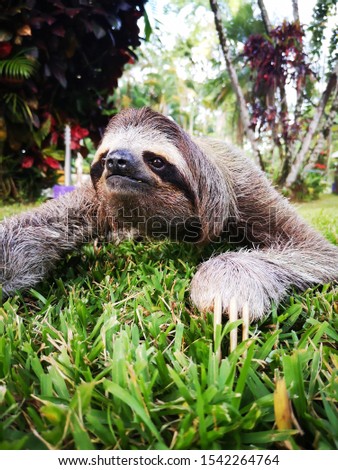 Happy male two-toed sloth looking the other side on the grass on Cahuita Costa Rica