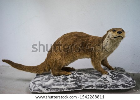 Stuffed otter mounted on a plaque as a taxidermic object and interior decoration or hunter trophy.