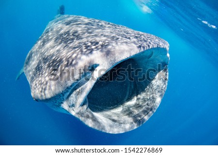 Whale shark blue background Cancun Mexico