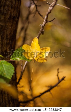 Autumn tree with yellow leaves. Nature backgrounds
