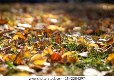 Fallen autumn leaves on green grass in the rays of the setting s