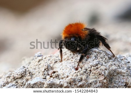 Macro shot of common carder bee (Bombus pascuorum).
