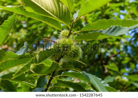Green spiny horse chestnut on a tree.